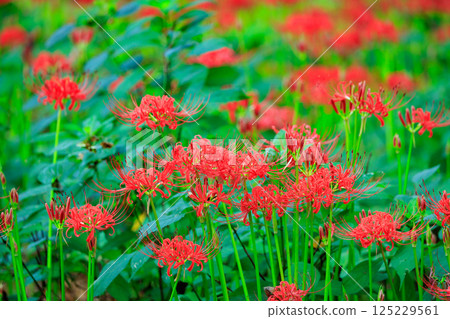 A cluster amaryllis that blooms red flowers to match the autumn equinoctial week A cluster amaryllis that blooms red flowers to match the autumn equinoctial week 125229561