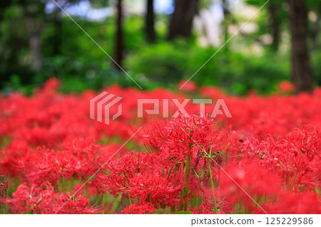 與秋分週相配,綻放紅色花朵的一簇孤挺花 與秋分週相配,綻放紅色花朵的一簇孤挺花 125229586