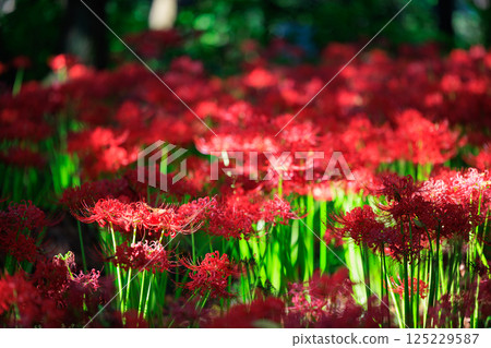 與秋分週相配,綻放紅色花朵的一簇孤挺花 與秋分週相配,綻放紅色花朵的一簇孤挺花 125229587