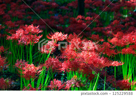 與秋分週相配,綻放紅色花朵的一簇孤挺花 與秋分週相配,綻放紅色花朵的一簇孤挺花 125229588