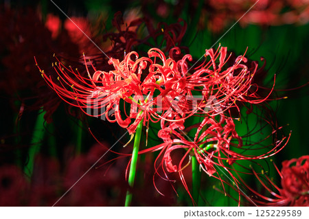 與秋分週相配,綻放紅色花朵的一簇孤挺花 與秋分週相配,綻放紅色花朵的一簇孤挺花 125229589