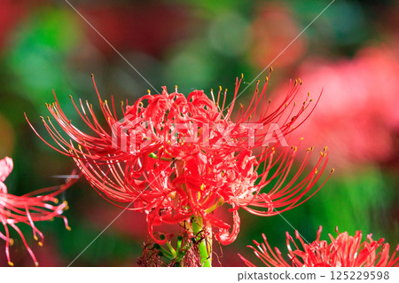 A cluster amaryllis that blooms red flowers to match the autumn equinoctial week A cluster amaryllis that blooms red flowers to match the autumn equinoctial week 125229598