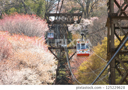 World Heritage Site: Cherry blossoms in full bloom at Mount Yoshino and the cable car 125229628
