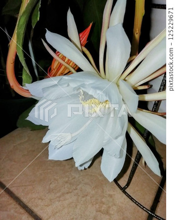 曇花 125229671