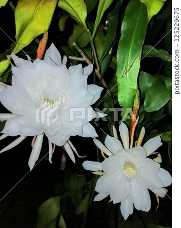 曇花 曇花 125229675