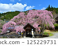Bus stop and weeping cherry tree Bus stop and weeping cherry tree 125229731