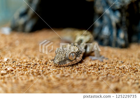Close up of Lugossaft gecko 125229735