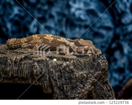 Close up of Lugossaft gecko 125229736