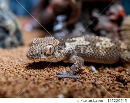 Close up of Lugossaft gecko 125229745