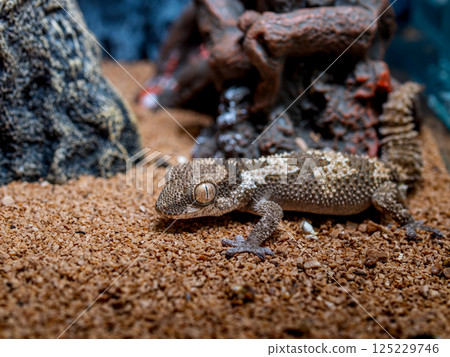 Close up of Lugossaft gecko 125229746