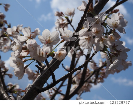 櫻花的特寫照片 櫻花的特寫照片 125229757