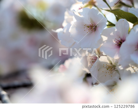 "Sakuyahime" is a pretty pink cherry blossom that blooms in April. 125229786