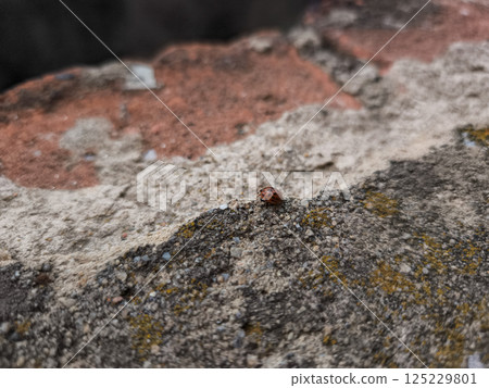 Red orange ladybug crawling on weathered brick wall, navigating rough surface with delicate legs against rustic background 125229801