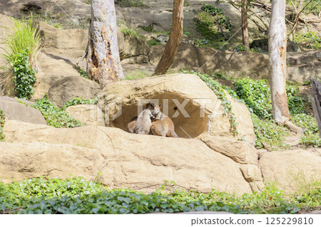 A group of kangaroos eating in a hole 125229810
