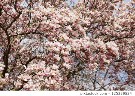 Pink magnolia tree blooming in spring season in Vojan Gardens Prague copy space wallpaper Pink magnolia tree blooming in spring season in Vojan Gardens Prague copy space wallpaper 125229824