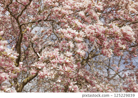 Blooming magnolia tree branches showing pink flowers in springtime in Vojan Gardens Prague copy space wallpaper 125229839