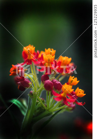 七彩馬利筋花 七彩馬利筋花 125229935