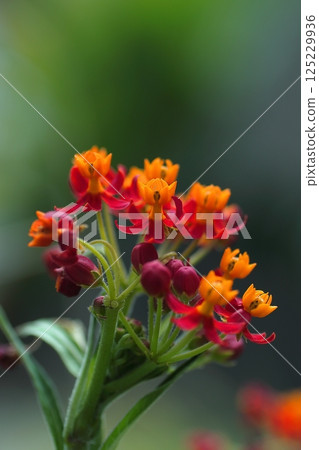 紅色乳草花 125229936