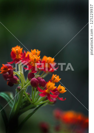 Colorful Milkweed Flowers 125229937