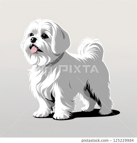 毛茸茸的圓圓的馬耳他犬 125229984