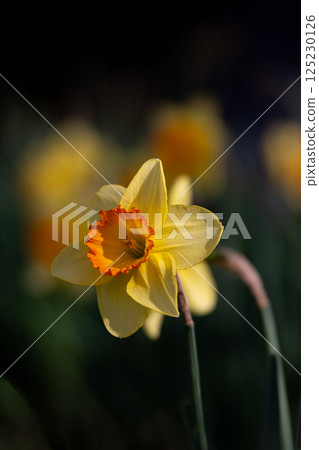 盛開的水仙花瓣 125230126
