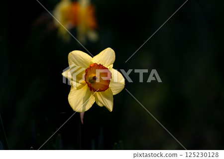 Daffodil petals in full bloom Daffodil petals in full bloom 125230128