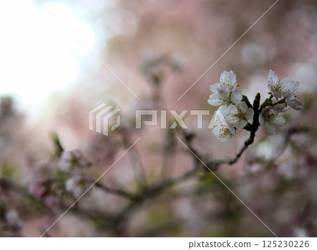 The lovely pink cherry blossoms that bloom in April, "Tairyozakura" 125230226