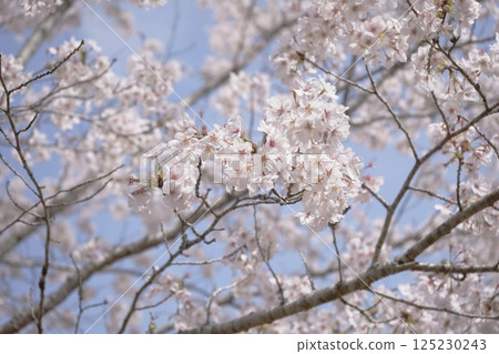 Cherry tree in full bloom Cherry tree in full bloom 125230243