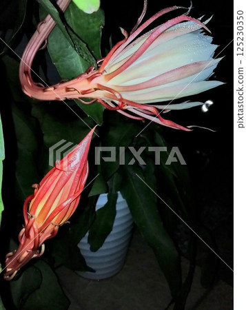 Tsukisa Tsukisa 125230350