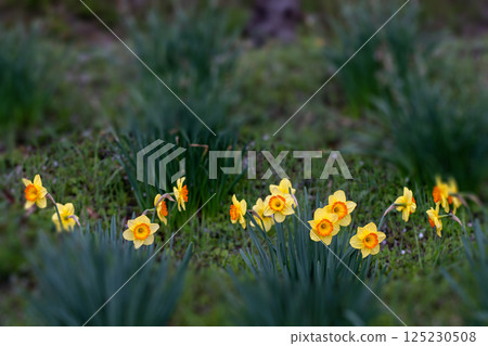 Daffodils in full bloom 125230508