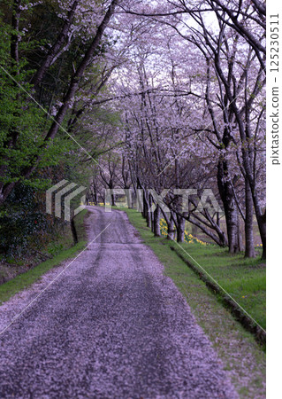 A walkway covered with fallen cherry blossom petals A walkway covered with fallen cherry blossom petals 125230511