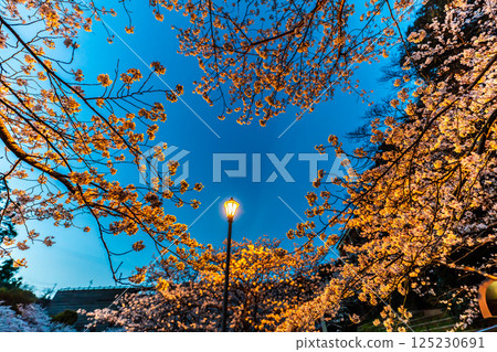 西山水壩下游公園櫻花燈飾[長崎市] 125230691