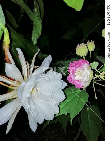 曇花和醉芙蓉 125230780