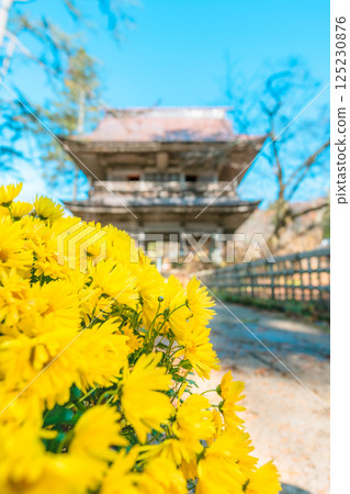 黃色的花朵和寺廟大門 黃色的花朵和寺廟大門 125230876