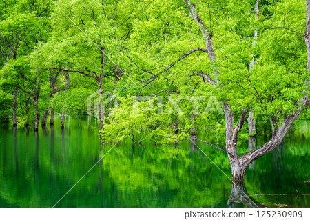 Submerged forest of Shirakawa lake 125230909