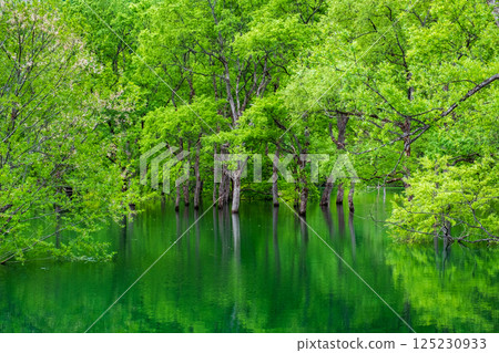 Submerged forest of Shirakawa lake 125230933