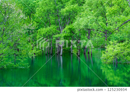 白川湖被淹沒的森林 125230934