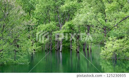 Submerged forest of Shirakawa lake 125230935