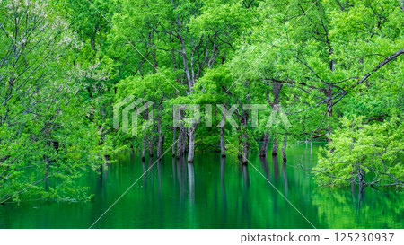 白川湖被淹沒的森林 125230937