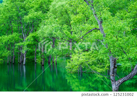 Submerged forest of Shirakawa lake 125231002