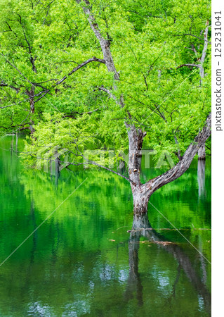 Submerged forest of Shirakawa lake Submerged forest of Shirakawa lake 125231041
