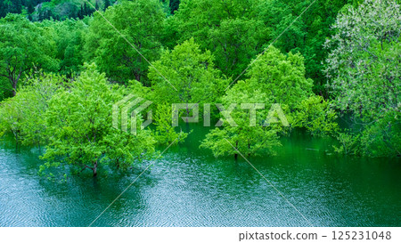 白川湖被淹沒的森林 125231048