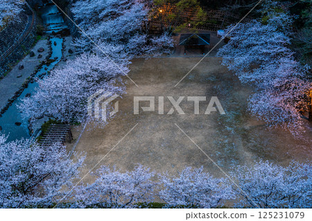 西山水壩下游公園的夜櫻[長崎市] 125231079