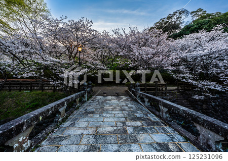 Evening view of cherry blossoms at Nishiyama Dam Downstream Park [Nagasaki City] 125231096