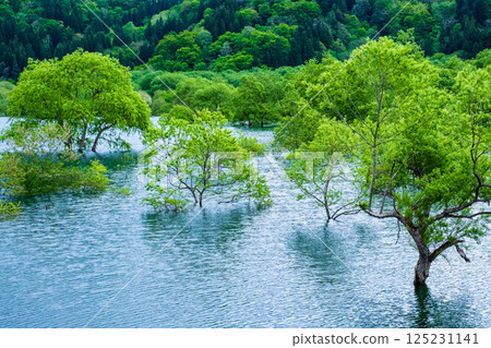 Submerged forest of Shirakawa lake Submerged forest of Shirakawa lake 125231141