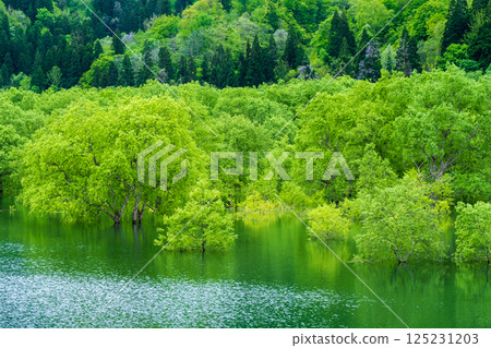 Submerged forest of Shirakawa lake 125231203