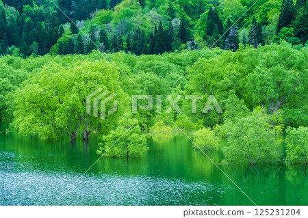 白川湖被淹沒的森林 白川湖被淹沒的森林 125231204