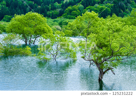 Submerged forest of Shirakawa lake Submerged forest of Shirakawa lake 125231222
