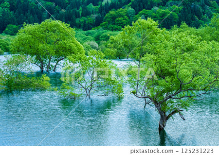 白川湖被淹沒的森林 125231223
