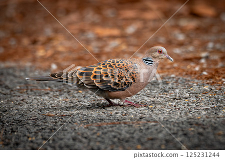 Oriental Turtle Dove walking on rough ground with vibrant brown and black patterned feathers, captured in a side profile in natural light. Oriental Turtle Dove walking on rough ground with vibrant brown and black patterned feathers, captured in a side profile in natural light. 125231244